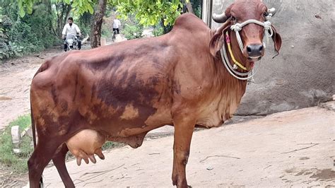 First Lactation Pure Gir Cow Litre Milk Capacity With Female