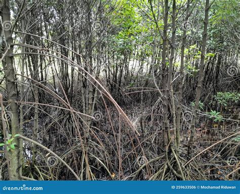 Various Types Of Mangrove Plants In The Mangrove Forest Stock Photo