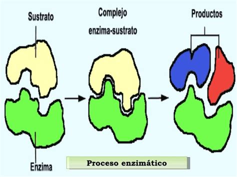 Enzimas