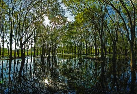 Hillsborough River State Park Florida State Parks