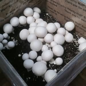 Amazon White Button Mushroom Growing Kit For Shipping Between