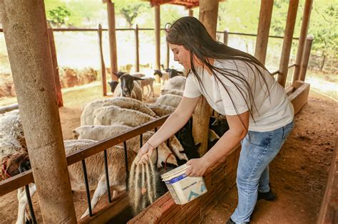 3º maior rebanho do Nordeste produção de ovinos e caprinos no