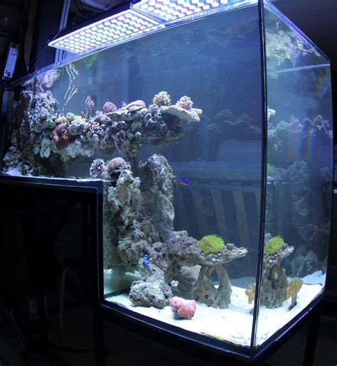 Orphek Atlantik Led Lighting Dropoff Russia Reef Aquarium Aquarium