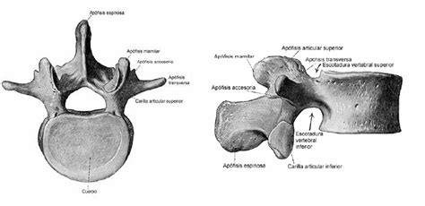 AnatomÍa De La Columna Vertebral Fisioterapia Osteopatía Barcelona