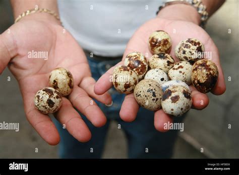 Young man offering edible bird's eggs on the the street in Havana, Cuba ...