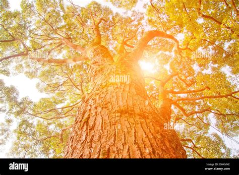 Camphor And Sunlight Stock Photo Alamy