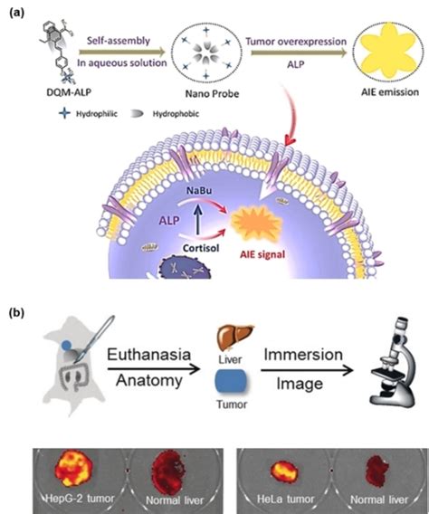 Recent Advances In The EnzymeActivatable Organic Fluorescent Probes