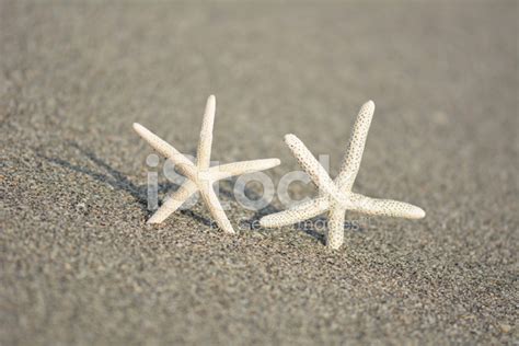 Happy Together Starfish Stock Photo Royalty Free Images Freeimages
