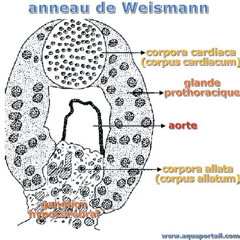 Anneau définition et explications