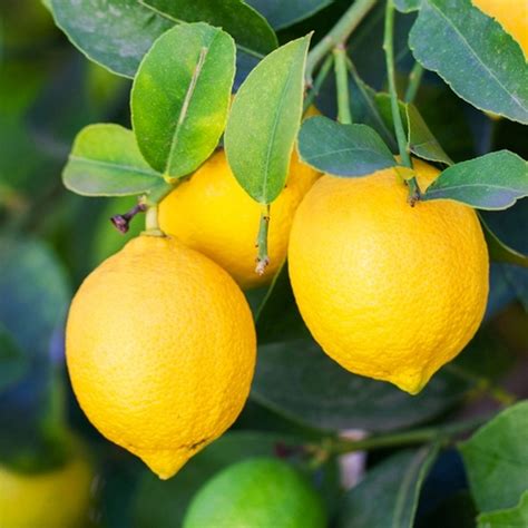 Buy Florihana Essential Oil Lemon Organic In Singapore Hushsg