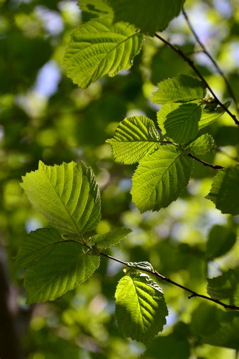 Hazel Confidence and freedom to grow. Feeling stuck. – Magical Muse ...
