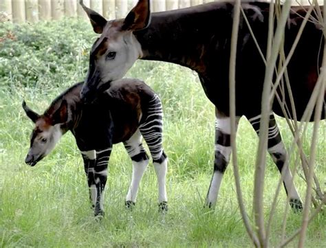 Birth Of Rare Okapi At Zoo Is Inspiring Hope For One Of The Least