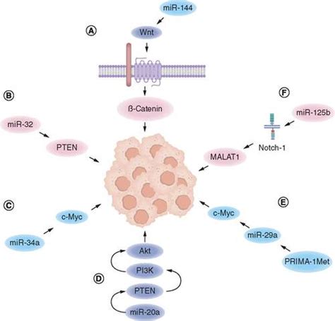 Full Article Role Of Ncrna In Multiple Myeloma