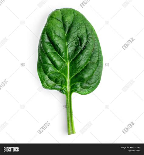 Spinach Leaf Isolated Image And Photo Free Trial Bigstock