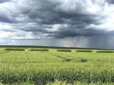 Rain Over Wheat Fields Free Photo Download Freeimages