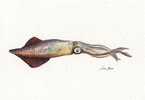 Squid Painting By Juan Bosco Pixels