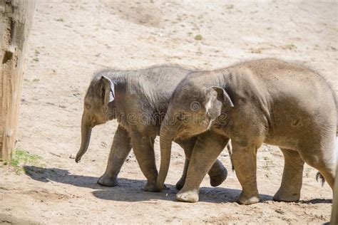 Baby elephant and mother stock image. Image of africa - 93230267