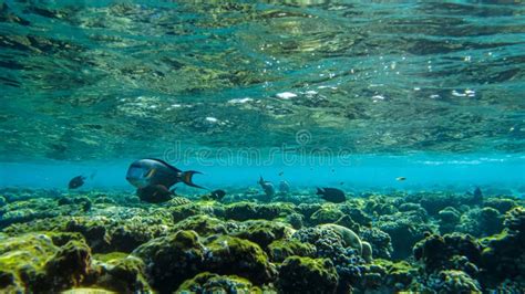 Sohal Tang Acanthurus Sohal Surgeonfish In Red Sea Stock Photo