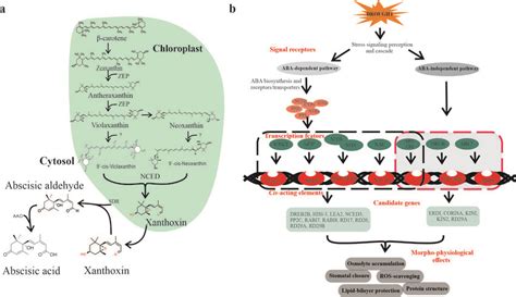 Aba Biosynthesis And Aba Mediated Drought Responsive Pathways In Download Scientific Diagram