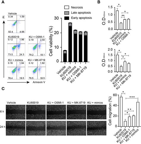 Frontiers Blocking ATM Attenuates SKOV3 Cell Proliferation And