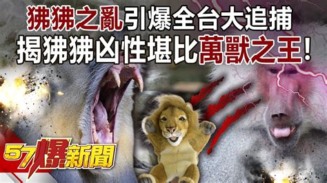 「狒狒之亂」引爆全台大追捕 揭狒狒凶性堪比萬獸之王！ 江中博 徐俊相《57爆新聞》精選篇 網路獨播版 2100 3 Youtube