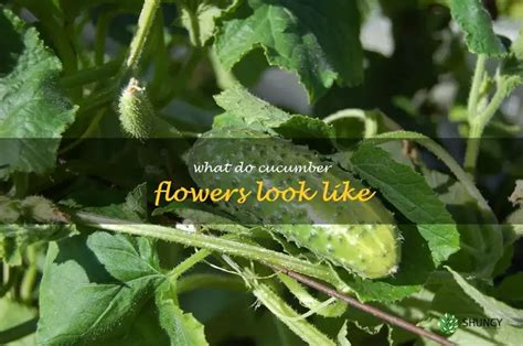 A Visual Guide To Cucumber Flower Beauty | ShunCy