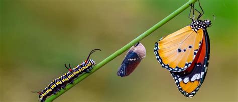 5 Animals That Go Through Metamorphosis & How They Do It - A-Z Animals