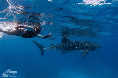 Whale Shark Snorkelling Adventure Tour Apr Jul Australia