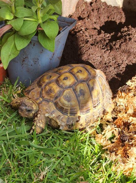 Can someone identify this tortoise species : r/tortoise