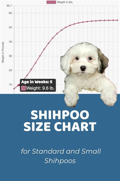 Shih Poo Lifespan: How Long Do Shih Poos Live? - Doodle Doods