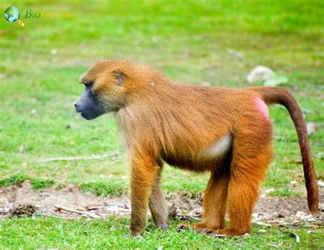 Guinea Baboon Characteristics | Papio Papio Facts | BioExplorer