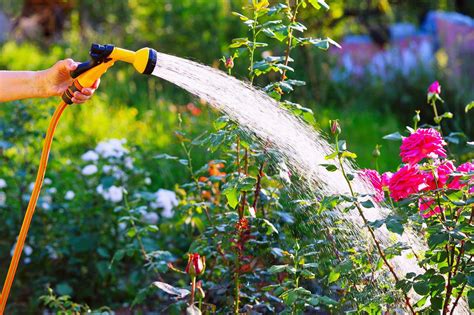 Les Bonnes Pratiques Pour Arroser Son Jardin En T