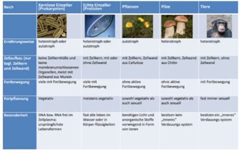 Kennzeichen Des Lebens Und Systematik Karteikarten Quizlet