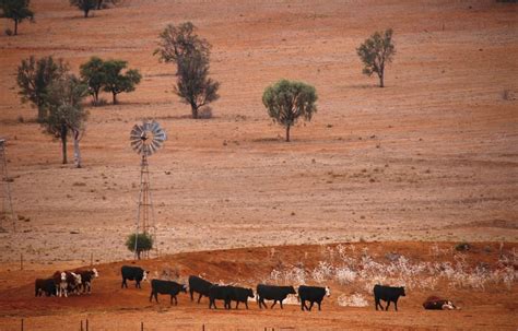 Australian farmers battle worst drought in a century