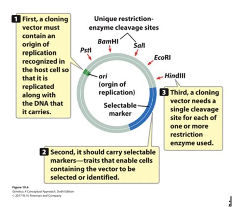 12 3 Recombinant DNA Technology Flashcards Quizlet