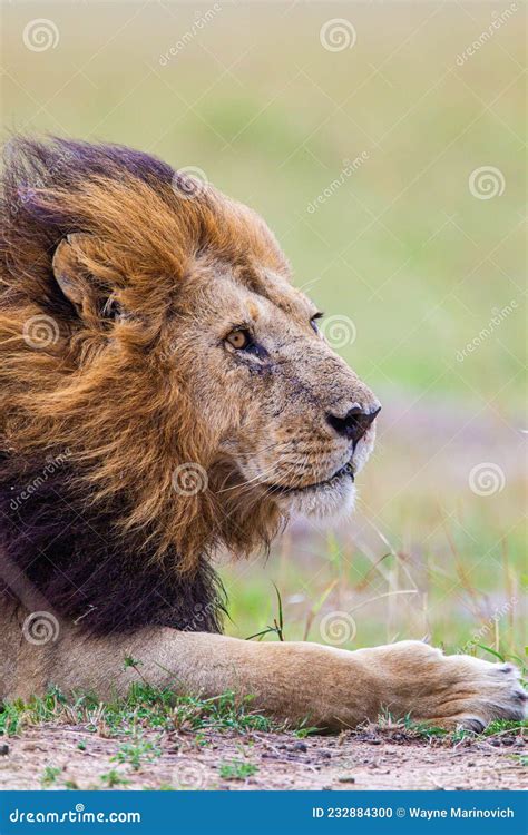 Portrait Of A Male Lion Resting On The Grass Of The Masai Mara Stock