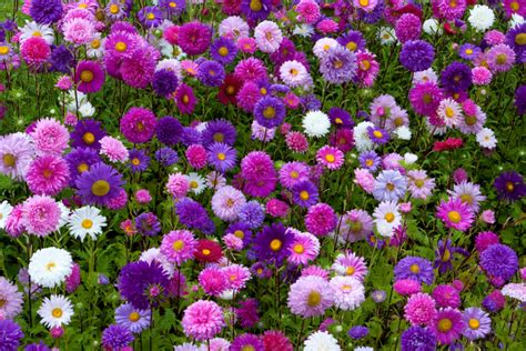 Aster im Topf ideale Pflanze für Ihren Balkon