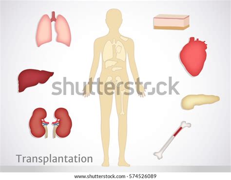 Transplantation Most Common Transplanted Human Organs Stock Vector (Royalty Free) 574526089