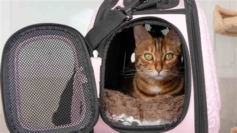 Apa Yang Perlu Kamu Ketahui Sebelum Menggunakan Pet Carrier Untuk