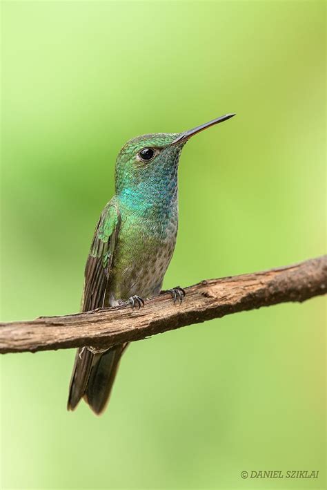 Picaflor Esmeralda Amazilia Versicolor Versicolored Emerald