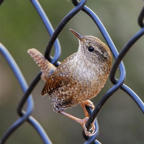 Winter Wren - FeederWatch