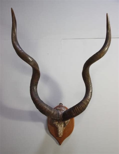 Massive Set Of Antique Kudu Antlers | 114454 | Sellingantiques.co.uk