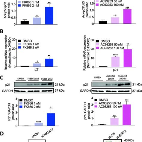 Nampt Or Sirt Inhibition Led To Diminished Deacetylation Of P With