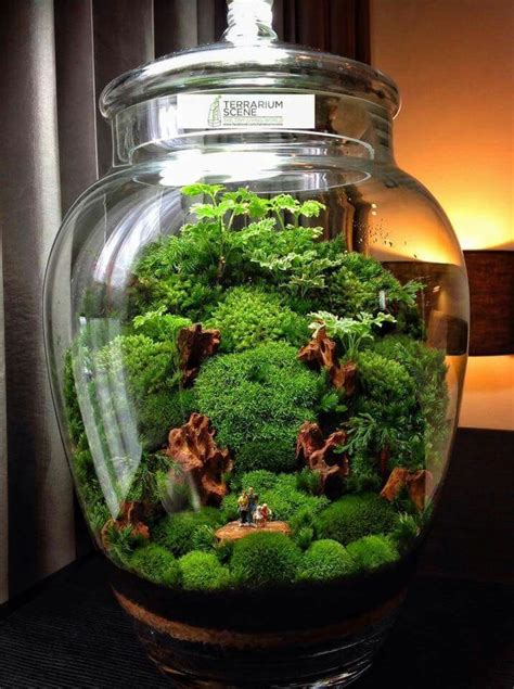 Stunning Bonsai Terrarium For Miniature Landscaping In The Jars