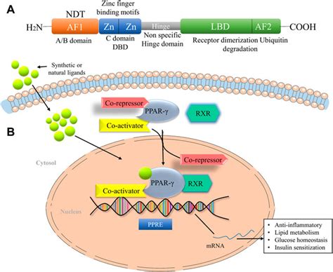 Frontiers Peroxisome Proliferator Activated Receptor Gamma And Its