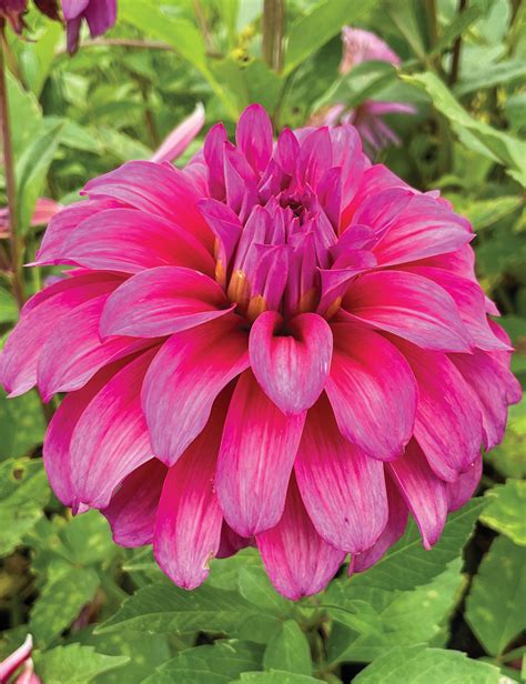 Dahlia Blue Hills Gold Tesselaar