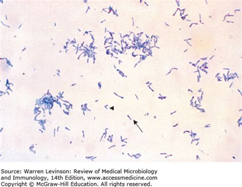 Gram Positive Bacillus Identification Chart | Labb by AG