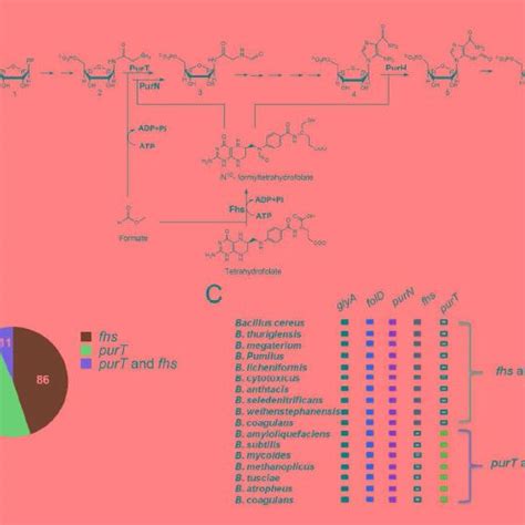 (A) Schematic of the synthesis of purine ring. Purine synthesis starts ...