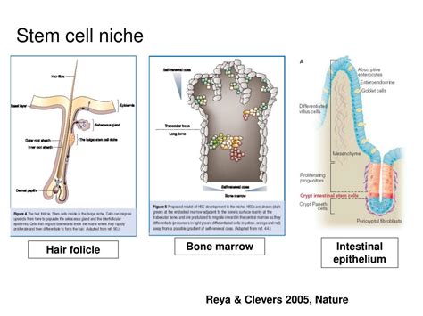 Ppt Wnt Signaling In Development And Disease Powerpoint Presentation