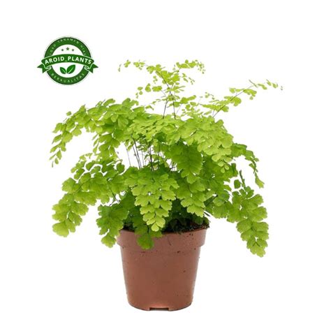 Jual Tanaman Hias Adiantum Fragrans Maidenhair Fern Pohon Pakis